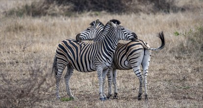 Plains zebras (Equus quagga), two adults resting their heads on each other, Kruger National Park,