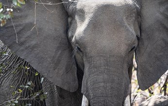 African elephant (Loxodonta africana), adult, animal portrait, Kruger National Park, South Africa,