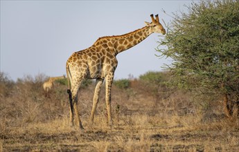 Southern giraffe (Giraffa giraffa giraffa), eating leaves of an acacia tree, in the evening light,