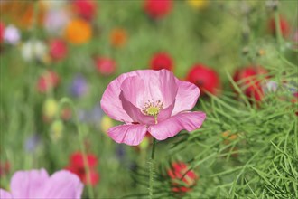Single pink poppy flower (Papaver rhoeas), in macro shot against a blurred background, Stuttgart,
