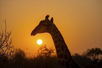 Southern giraffe (Giraffa giraffa giraffa) backlit in front of the sun at sunset, animal portrait,