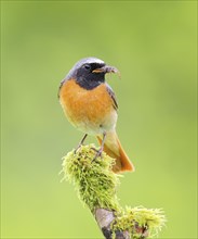 Common redstart (Phoenicurus phoenicurus), male on perch, songbird, wildlife, nature photography,