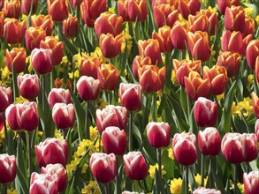 A lush collection of red and yellow tulips in full bloom with green leaves in spring, many