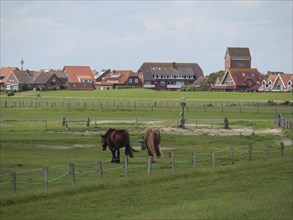 Two horses in a pasture, behind them a village view with various buildings, Baltrum Germany