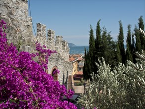 Ruins of an old fortress with a view of a village, the sea and bright purple flowers in the