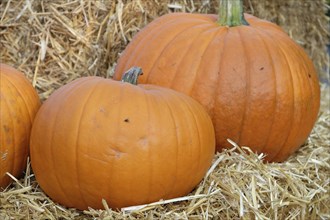 Two orange pumpkins on a haystack in a close-up, many colourful pumpkins for decoration in a