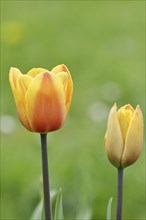 Tulip (Tulipa), orange-yellow flower, North Rhine-Westphalia, Germany, Europe
