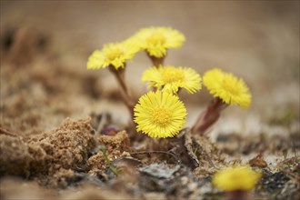 Close-up of coltsfoot (Tussilago farfara) blooming in a sandpit in spring, Bavaria, Germany, Europe
