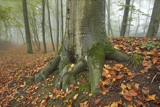 Landscape of a European beech (Fagus sylvatica) in autumn, Bavaria, Germany, Europe