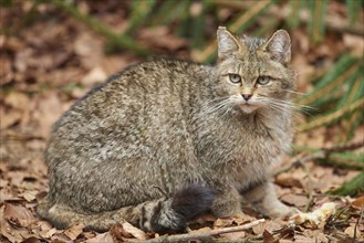 Close-up of a European wildcat (Felis silvestris silvestris) in the bavarian forest in spring