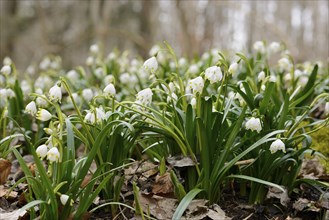 Field of Spring Snowflakes (Leucojum vernum) in a forest, Bavaria, Germany, Europe