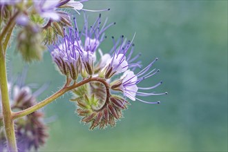 Spiral arrangement of purple flowers in close-up against a blurred background, lacy phacelia