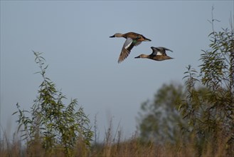 A pair of common scoters (Spatula platalea) male and female, in flight, Buenos Aires, Argentina,