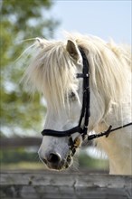 Detailed view of an Icelandic horse with head, mane, mop of hair and equipped with reins, bridle