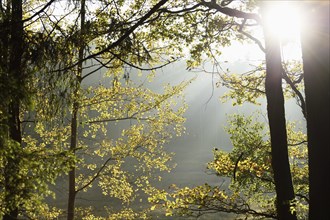 English oak, pedunculate oak or French oak (Quercus robur) leaves in a forest in autumn, Bavaria,