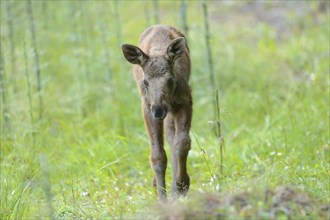 Close-up of a Eurasian elk (Alces alces) youngster in a forest in early summer, Bavarian Forest