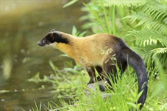 Close-up of a yellow-throated marten (Martes flavigula) in a forest, captive