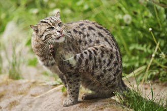 Close-up of a fishing cat (Prionailurus viverrinus) in spring