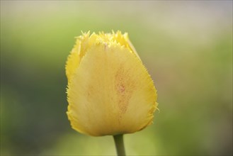 Close-up of a garden tulip (Tulipa spec.) blossom in spring