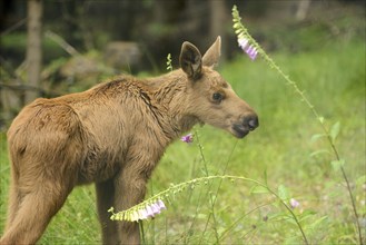 Close-up of a Eurasian elk (Alces alces) youngster in a forest in early summer, Bavarian Forest