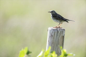 Meadow Pipit (Anthus pratensis), Emsland, Lower Saxony, Germany, Europe