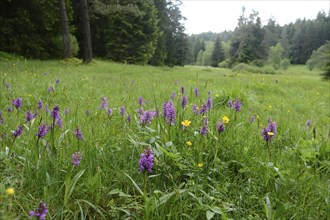 Landscape of a meadow full of western marsh orchid (Dactylorhiza majalis) blossoms in spring