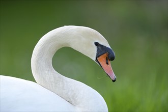 Portrait of a Mute Swan (Cygnus olor) on a meadow in spring