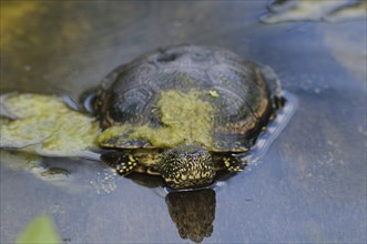 Turtle (Emys orbicularis) swims in a pond with algae on its shell, Germany, Europe