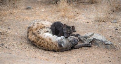Spotted hyenas (Crocuta crocuta), adult female cuddling with cubs, lying down, Kruger National