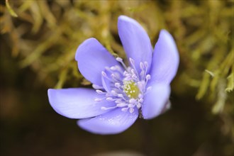 Close-up of a Common Hepatica (Anemone hepatica) blossom in a forest in spring