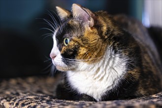 Close up of calico cat resting and staring out a window