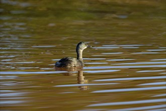 Least grebe (Tachybaptus dominicus) Pantanal Brazil