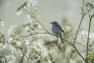 Sedge warbler (Acrocephalus schoenobaenus), Lower Saxony, Germany, Europe