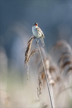 Sedge warbler (Acrocephalus schoenobaenus), Lower Saxony, Germany, Europe