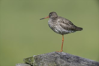 Common redshank (Tringa totanus), standing on a pole, Lower Saxony, Germany, Europe