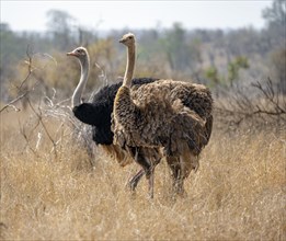 Common ostriches (Struthio camelus), adult male and female, in dry grass, Kruger National Park,