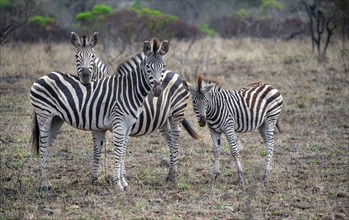 Three plains zebras (Equus quagga), two adults with young, Kruger National Park, South Africa,