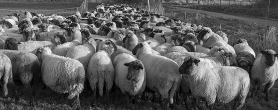 Black-headed domestic sheep (Ovis gmelini aries) penned for loading on the pasture in the early