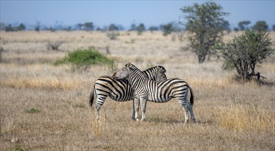 Two plains zebras (Equus quagga), pair grooming each other, Kruger National Park, South Africa,