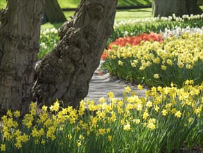 A path in the park lined with blooming daffodils of different colours in spring, many colourful,