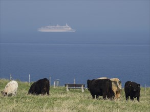 Cows grazing in a meadow by the sea, in the background a cruise ship under a blue sky, Heligoland,
