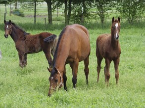 Brown horses with foals grazing on a green meadow, surrounded by trees, horses and foals on a green