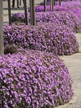Row of lushly blooming purple flowers along a path, palma de Majorca with its historic houses, the