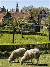 Sheep grazing on a green meadow in the village centre with tiled roofs and church tower in the