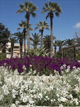 Lush white and purple flowers in front of a row of palm trees and a historic building, the island