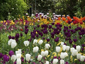 A vibrant flower bed full of tulips in different colours in spring in a park, London, England,