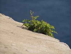 A small green plant growing from a sandy rock near the coast, the old town of Dubrovnik with