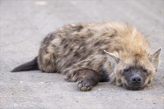 Spotted hyenas (Crocuta crocuta), adult, sleeping on the road, Kruger National Park, South Africa,