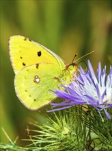 Clouded Yellow, Colias croceus, butterfly, Albania, Europe