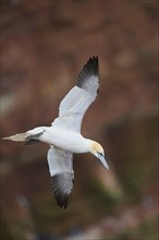 Northern gannet (Morus bassanus) flying over the sea, wildlife, Helgoland, Germany, Europe
